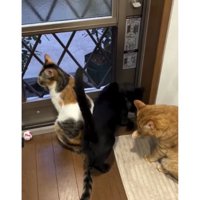 窓辺にいる猫たち