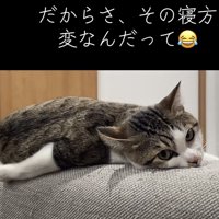 カメラ目線の猫の写真5