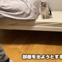 立ち去る人の足とそれを見る子猫（部屋を出ようとするも…）