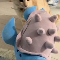 ぬいぐるみを見つめる猫