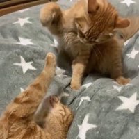 猫パンチをしようとする子猫