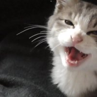 目を細めて鳴く姿