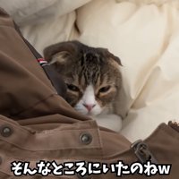布団にもぐっている猫