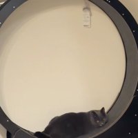 寝る猫