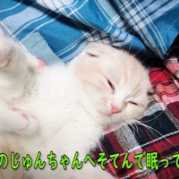 寝ている子猫