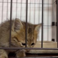 ケージの中の子猫