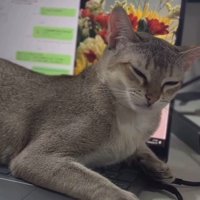 パソコンに乗って目を細める猫