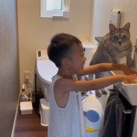 動かない猫