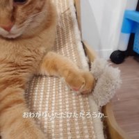 ぬいぐるみに触れる猫