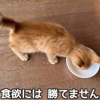 おやつを食べる子猫