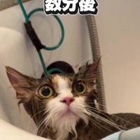 シャンプーをしている猫