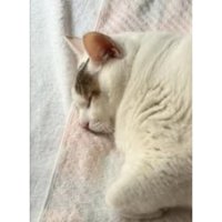 寝ている猫
