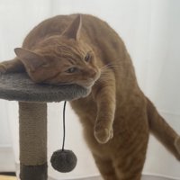 リラックスしすぎて無気力な茶トラの姿
