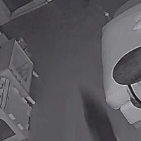 走り回る猫