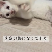 猫じゃらしで遊ぶ子猫