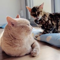 部屋の中で一緒にくつろぐマンチカンとミックス猫