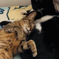 ベッドでくつろぐキジトラ猫と黒白猫