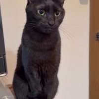 突然下顎を閉じる猫