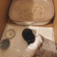 保護されたばかりの子猫