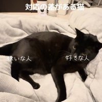 布団の上でくつろぐ黒猫
