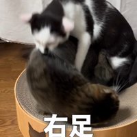 爪とぎボウルの上でけんかする2匹の猫