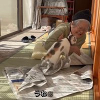 ベッドの近くにいる2匹の柴犬