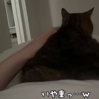 ベッドにいる猫