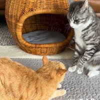 両足を地面につけるサバ白猫