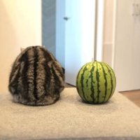猫とスイカ