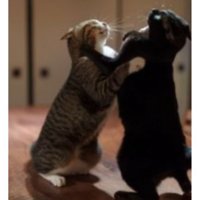 取っ組み合う猫