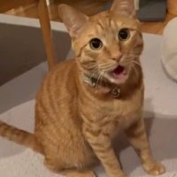 おすわりして鳴く猫