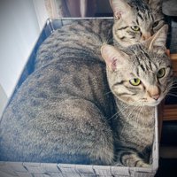 見つめる2匹の猫