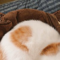 子猫とカゴの間にできた隙間