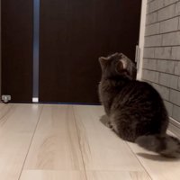 置いていかれた猫