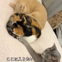 くっついて寝ている2匹の猫に前足を伸ばしているグレー猫