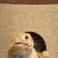 必死に出ようとする猫
