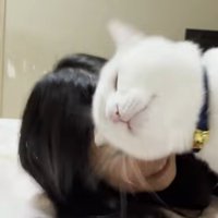 子どもに頭突きをしている猫