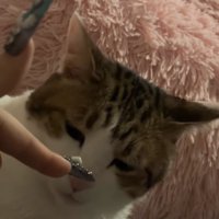 顔の前に差し出された指の匂いを嗅ぐ猫