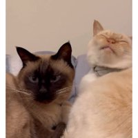 寝ている猫たち