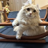 椅子にもたれかかっている猫