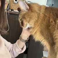飼い主に撫でられる猫