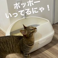 時計を見上げるキジトラ猫