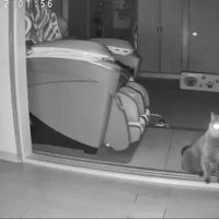 暗闇でカメラを見る猫