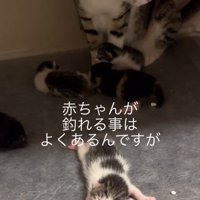 子猫が引っかかってついてきた子猫