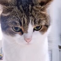 睨む猫