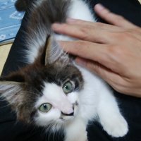 飼い主の膝の上でくつろぐ子猫