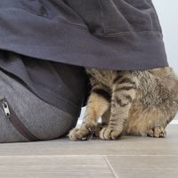 飼い主さんの背中に頭を隠すキジトラ猫