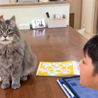 男の子とテーブルの上の猫