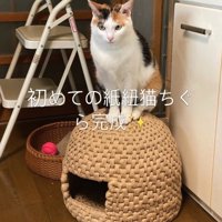 猫ちぐらの上でお座りをしている三毛猫