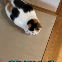 飼い主の足元にいるミケ猫